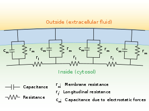 A diagram showing the resistance and capacitance across the cell membrane of an axon.  The cell membrane is divided into adjacent regions, each having its own resistance and capacitance between the cytosol and extracellular fluid across the membrane.  Each of these regions is in turn connected by an intracellular circuit with a resistance.